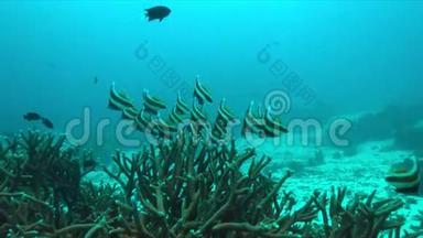 珊瑚礁上的旗鱼